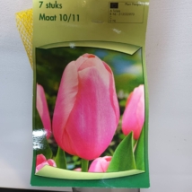 Tulipán Triumph rózsaszín