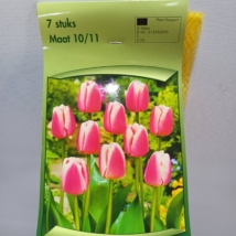 Tulipán Triumph rózsaszín/fehér cirmos