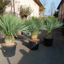 Yucca rostrata