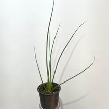 Hesperaloe parviflora