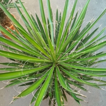 Yucca potosina