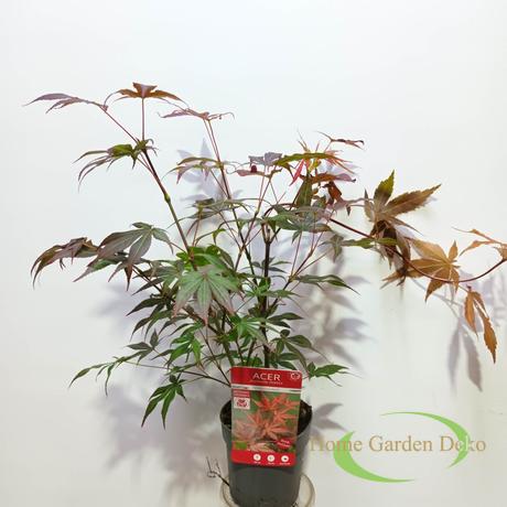 Acer palmatum Atropurpureum