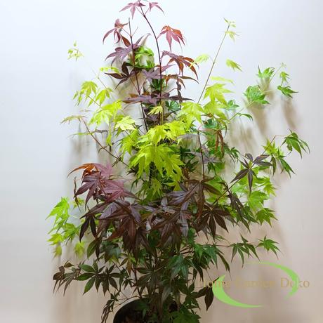 Acer palmatum Festival