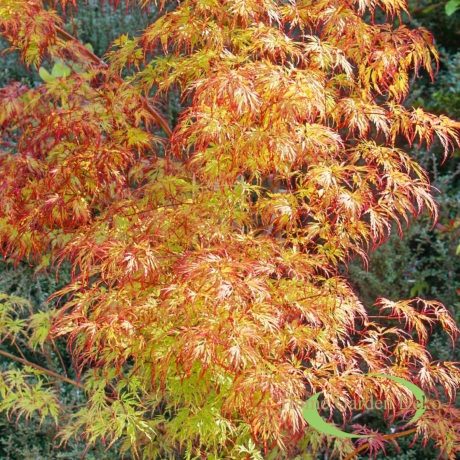Acer palmatum Orange Lace