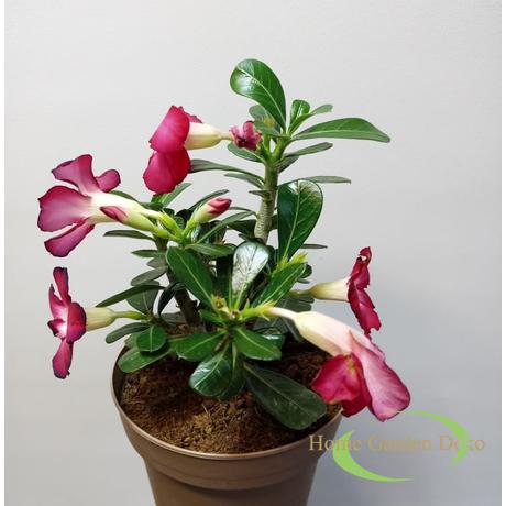 Adenium obesum