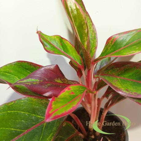 Aglaonema Crete