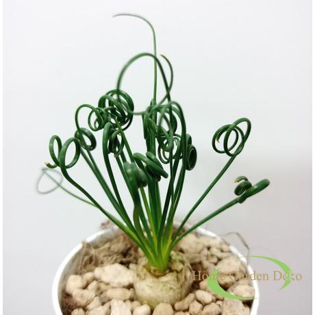 Albuca spiralis Frizzle Sizzle