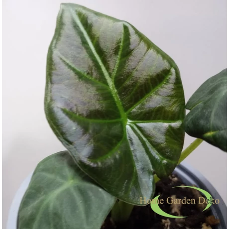 Alocasia Regal Shield