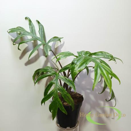 Alocasia brancifolia Pink Passion