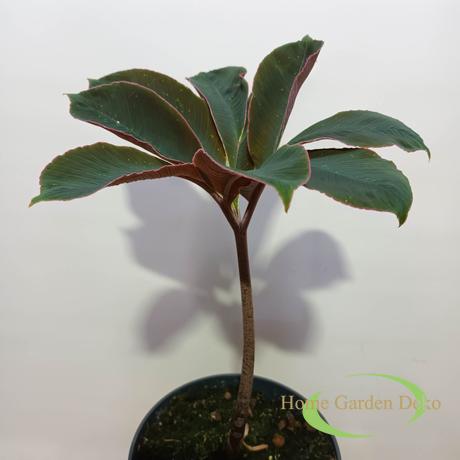 Amorphophallus Atroviridis