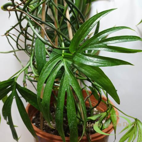 Amydrium zippelianum