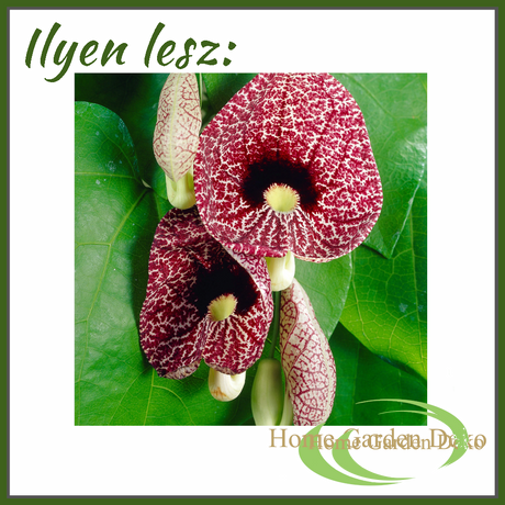 Aristolochia macrophylla
