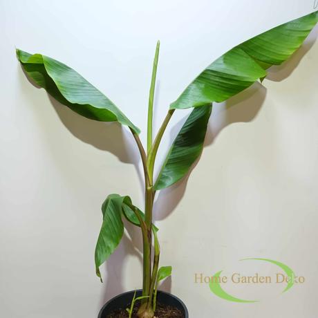 Musa Velutina Pink