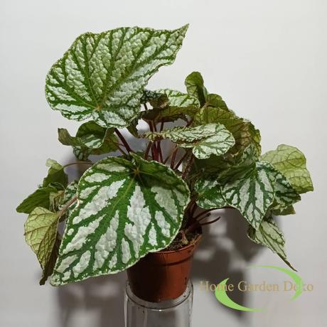 Begonia Magic Colours Fedor