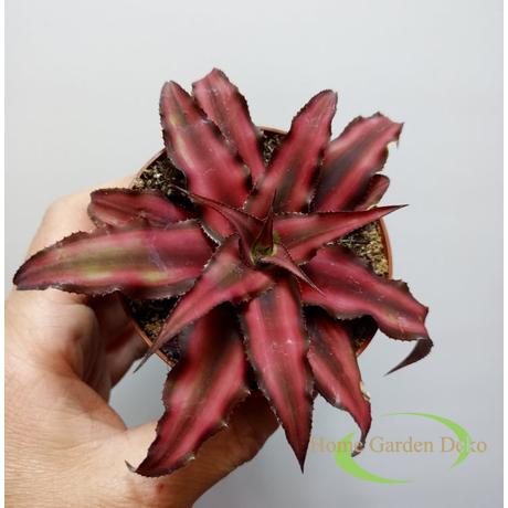 Cryptanthus bivittatus Red Star