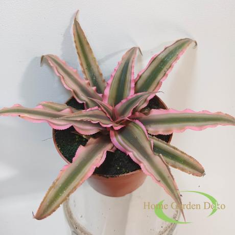 Cryptanthus bivittatus Pink Starlight