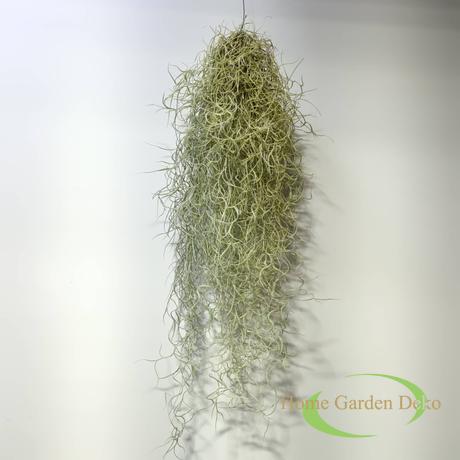 Tillandsia usneoides