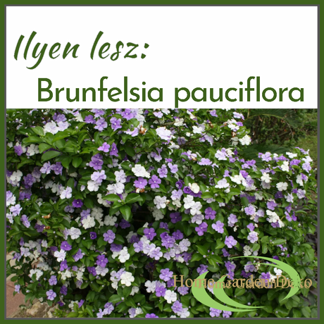 Brunfelsia pauciflora