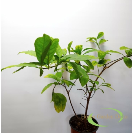 Brunfelsia pauciflora