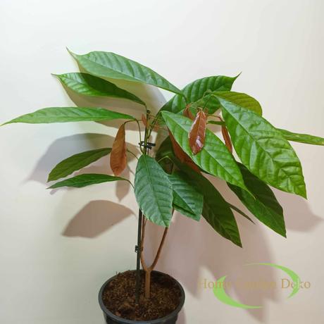 Cacao Theobroma