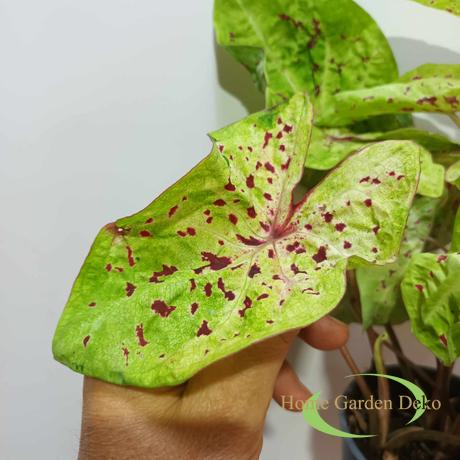 Caladium Miss Muffet