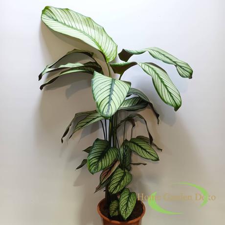 Calathea White Star
