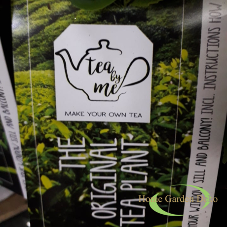 Camellia sinensis Tea