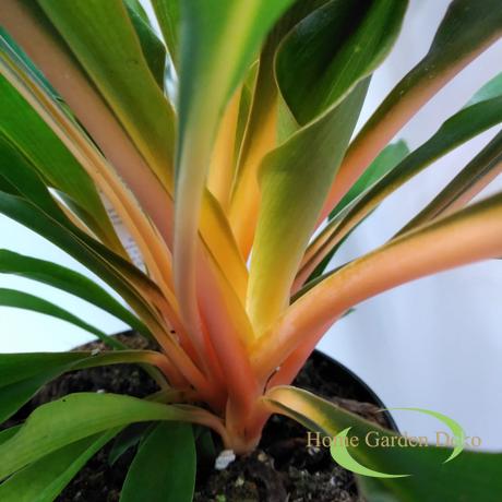 Chlorophytum Green Orange