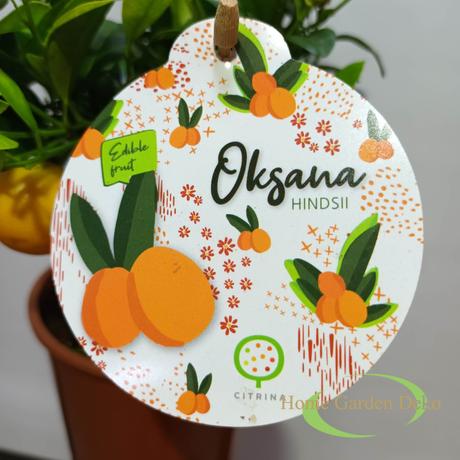 Citrus Oksana Hindsii
