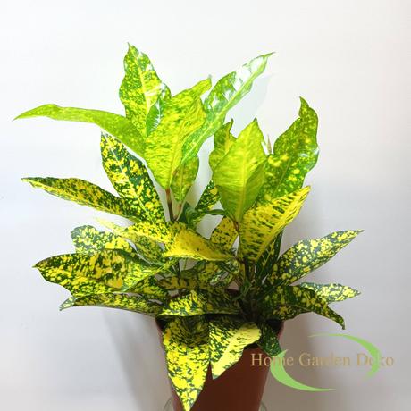 Codiaeum Gold Sun