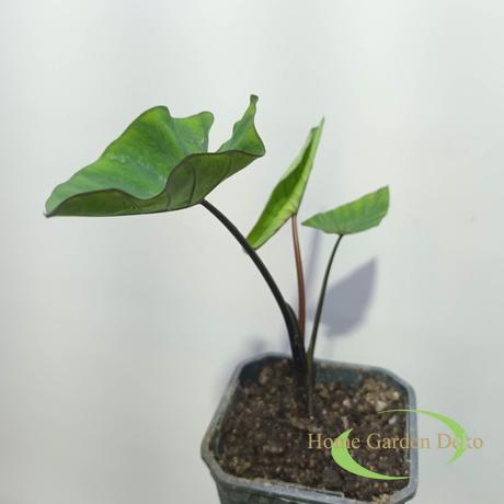Colocasia Tea Cup