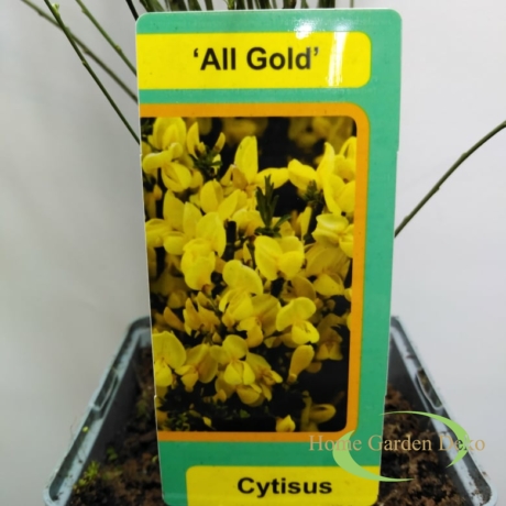 Cytisus praecox Allgold
