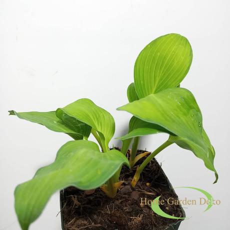 Hosta Gold Standard