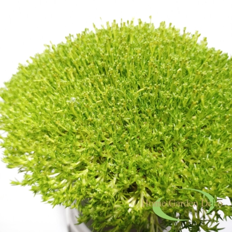 Sagina subulata Match & Moss Pine Green®