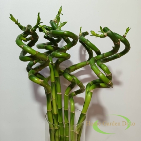 Dracaena Sanderiana - Lucky Bamboo