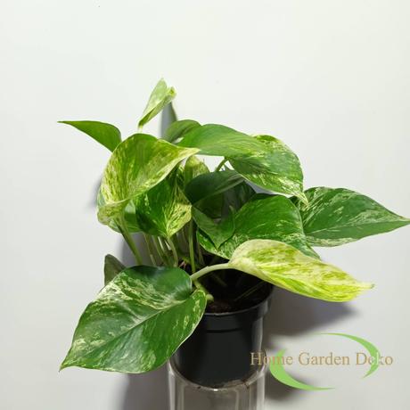 Epipremnum pinnatum Marble Queen