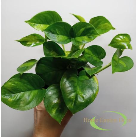 Epipremnum pinnatum Global Green