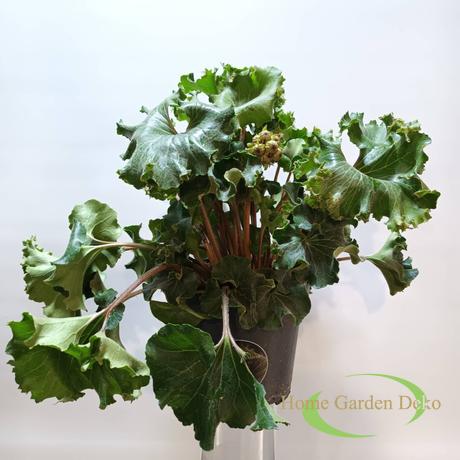 Farfugium japonicum Wavy Gravy