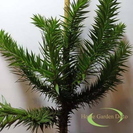 Araucaria araucana