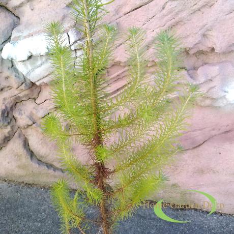 Pinus Pinea
