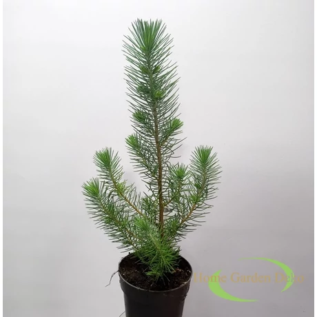 Pinus pinea Silver Crest