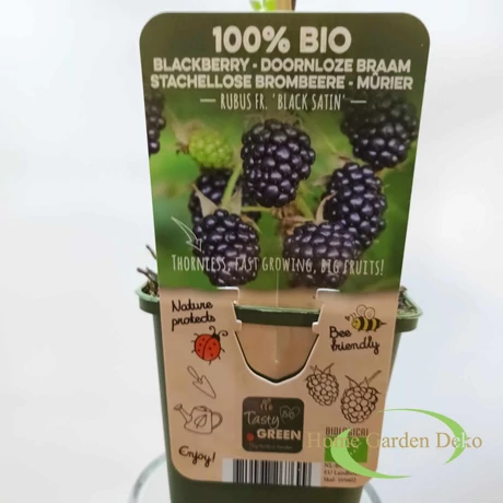 Rubus Fr. Black Satin