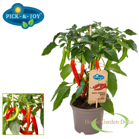 Paprika pick-&-joy(r) hot chili red