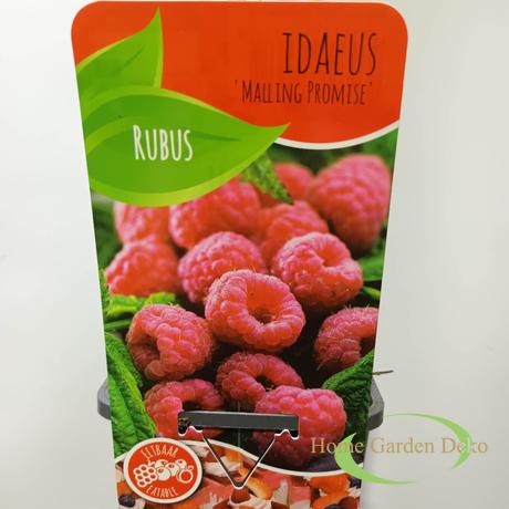 Rubus idaeus Malling Promise