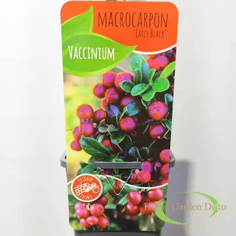 Vaccinium macrocarpon Early Black