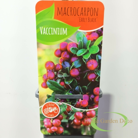 Vaccinium macrocarpon Early Black