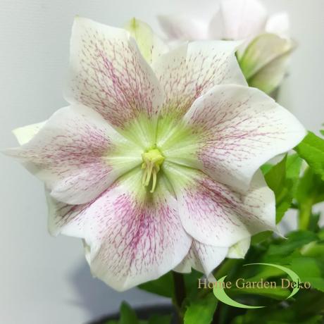 Helleborus orientalis Halcyon White