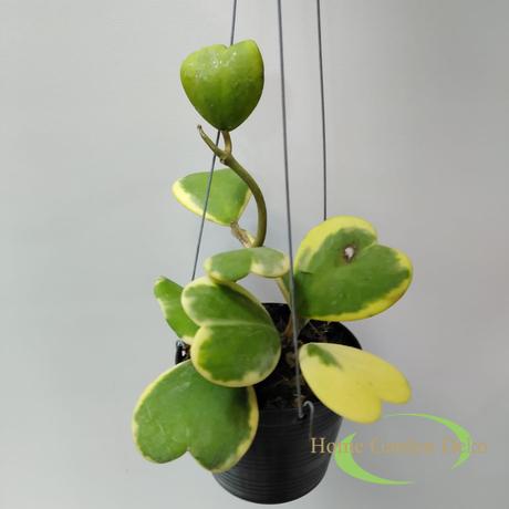 Hoya Kerri Sok