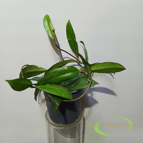 Hoya crassipetiolata