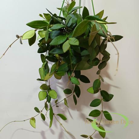 Hoya sp. affinis Burtoniae